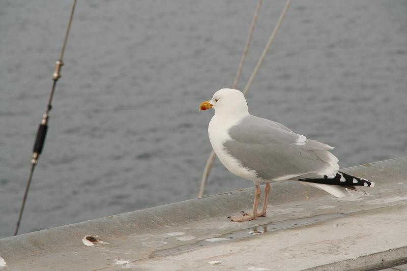 43DP-2009-014 Bild041.JPG